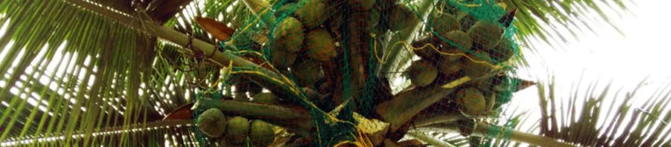 coconut net in Hyderabad
