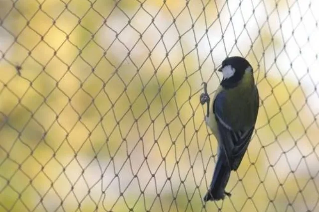 Bird Protection Nets 