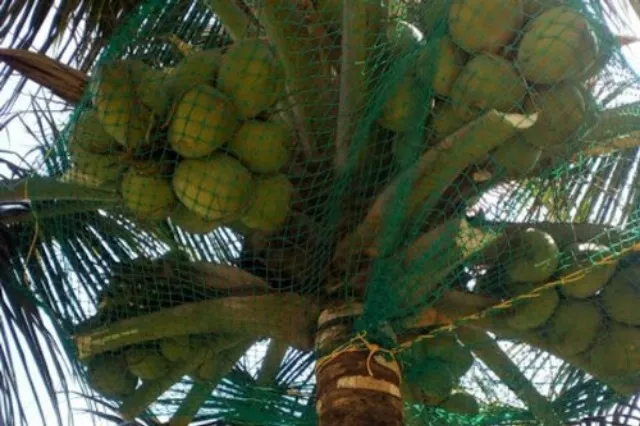 Coconut Tree Safety Nets 