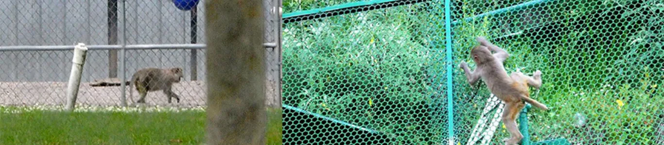 Anti Monkey Protection Nets in Hyderabad