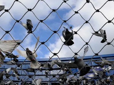 Pigeon Nets Installation Balconies 
