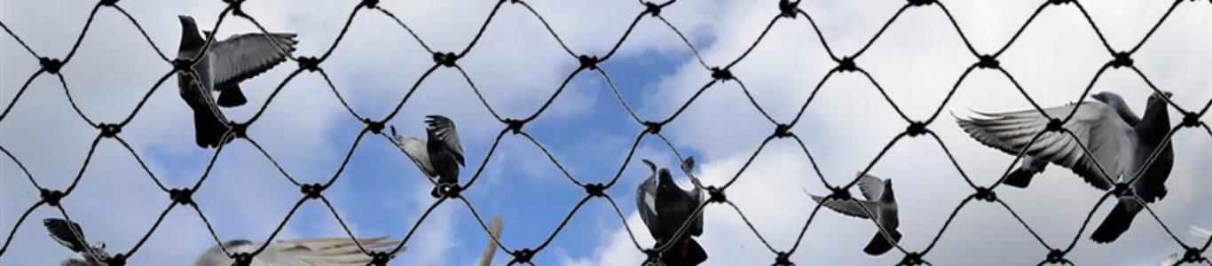 pigeon net fixing in Hyderabad